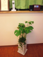 院内の観葉植物