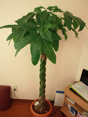 院内の観葉植物